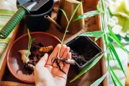 Jak wyhodować imbir w doniczce - proste kroki, które działają