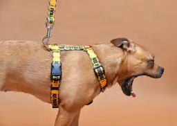 Szelki zamiast kolczatki: Oducz psa ciągnięcia bez bólu