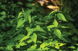 Chwast inaczej – 10 zaskakujących synonimów, które musisz znać