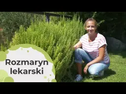 Czy rozmaryn zimuje w gruncie? Co musisz zrobić, aby go uchronić przed zimą