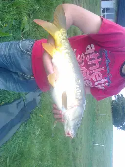 Do kiedy sezon na karpia? Sprawdź, kiedy kończą się połowy