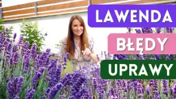 Siew lawendy do gruntu: Uniknij błędów, ciesz się zapachem!
