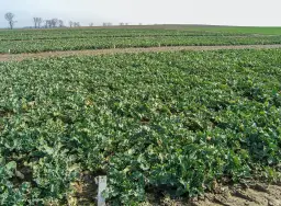 Rzepak Bankier: Co warto wiedzieć o odmianie rzepaku Bankier?