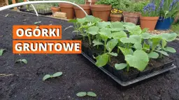 Jak uprawiać ogórki gruntowe - uniknij najczęstszych błędów i zbierz plony