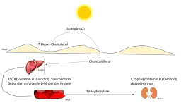 Vitamin D Mangel: Ursachen, Symptome und effektive Lösungen für Ihre Gesundheit