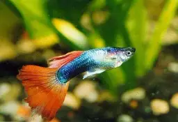 Ile rybki są w ciąży? Poznaj czas ciąży i jak je pielęgnować