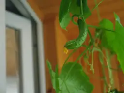 Jak uprawiać ogórki na balkonie - uniknij najczęstszych błędów