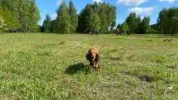 Gdzie z psem na spacer w Śląsku? Odkryj najlepsze miejsca dla psów