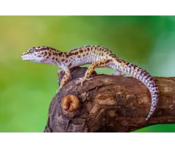 Jak często karmić gekona lamparciego, aby zapewnić mu zdrowie?