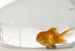 Czy rybki muszą mieć cały czas światło? Odkryj, jak dbać o nie zdrowo