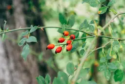 Gałąź dzikiej róży z kilkoma czerwonymi owocami. Liście są zielone, a na gałęzi widać kolce. Czy to głóg?