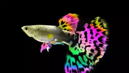 Jakie rybki do akwarium 50l - najlepsze i łatwe w hodowli gatunki