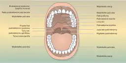 Twoja śluzówka jamy ustnej: Gdzie się znajduje i co mówi o zdrowiu?
