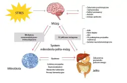 Mikrobiom jelitowy: Klucz do zdrowia układu pokarmowego człowieka?