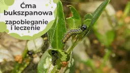 Jak zimuje ćma bukszpanowa i co zrobić, by ochronić swoje rośliny