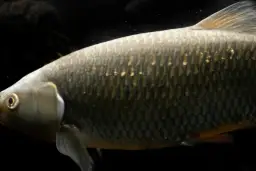 Czym karmić amury w stawie, aby uniknąć problemów z ich zdrowiem?