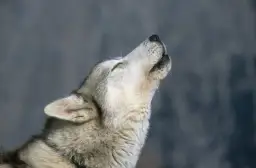 Dlaczego husky wyje? Odkryj przyczyny i jak to zrozumieć