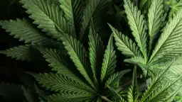 Zielone liście konopi, z których można pozyskać THC.