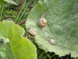 Ślimaki w ogrodzie? Poznaj skuteczne metody i odzyskaj kontrolę!
