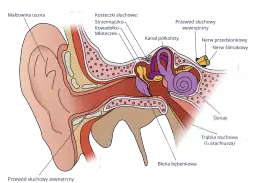 Jak słyszymy? Fascynujący proces przetwarzania dźwięków w mózgu