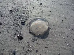 Czy meduzy w Bałtyku są groźne? Poznaj niebezpieczeństwa i jak ich unikać