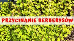 Przycinanie berberysów: Kiedy i jak ciąć dla zdrowia i urody?