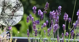 Jak przezimować lawendę w donicy, aby uniknąć jej zniszczenia