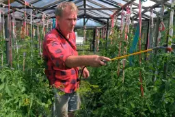 Czym pryskać pomidory po posadzeniu, aby uniknąć chorób i szkodników?