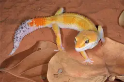 Jakie podłoże dla gekona lamparciego zapewni mu zdrowie i bezpieczeństwo