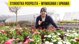 Stokrotka kiedy kwitnie – poznaj okresy kwitnienia różnych gatunków