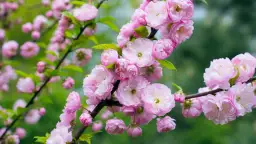 Kwitnienie migdałka: Ile trwa i jak je przedłużyć? Porady eksperta