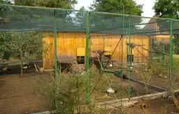 Jak zrobić ogrodzenie dla kur: proste kroki i najczęstsze błędy