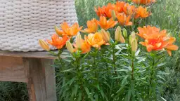 Jak sadzić lilie w doniczkach, aby uniknąć najczęstszych błędów