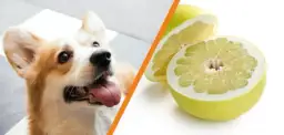 Czy pies może jeść pomelo? Bezpieczeństwo i skutki dla zdrowia