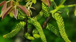 Kiedy kwitnie orzech włoski? Poznaj sekrety jego kwitnienia