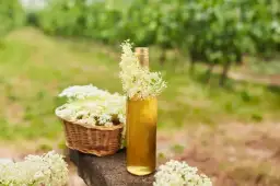 Nalewka z czarnego bzu na co pomaga – poznaj jej niezwykłe właściwości