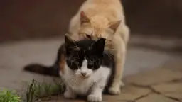 Ile trwa ruja u kotki? Zaskakujące fakty, które musisz znać