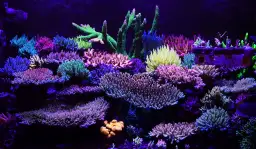 Jak założyć akwarium morskie - proste kroki dla początkujących