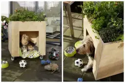 Buda dla psa z kartonu DIY: Zbuduj królestwo dla pupila!