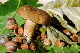 Brązowy grzyb z gąbką – poznaj trujące i niejadalne gatunki