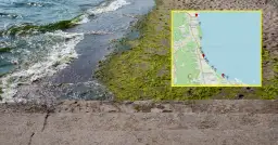 Sinice nad morzem? Sprawdź zamknięte kąpieliska GIS i planuj urlop!