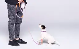 Kiedy uczyć szczeniaka komend? Praktyczny przewodnik krok po kroku