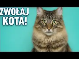 Jak tata mówi do kotka - kontrowersyjna anegdota z telewizji dziecięcej