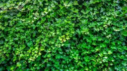 Bluszcz na ogrodzenie kiedy sadzić – uniknij błędów w uprawie