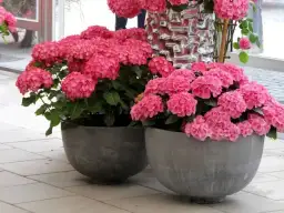 Kiedy sadzimy hortensje w donicy, aby uniknąć błędów w uprawie