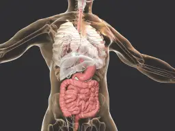 Ilustracja przedstawia anatomię jamy brzusznej z widocznymi żołądkiem i jelitami.