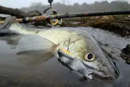 Najlepsze przynęty na sandacza - skuteczne sposoby na udane łowienie