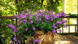 Rośliny do cienia: Twój przewodnik po ogrodzie i balkonie