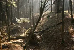 Rezerwat przyrody Turnica: Odkryj jego unikalną florę i faunę