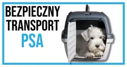 Pies kurier - wszystko co musisz wiedzieć o bezpiecznym transporcie zwierząt